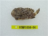 藏品(條紋躄魚)的圖片